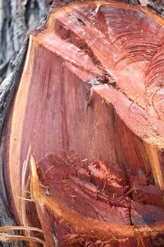 Close up of dry wood texture suitable for illustration wallpaper Stock Photos