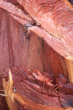 Close up of dry wood texture suitable for illustration wallpaper Stock Photos