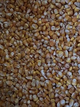 Close-Up of Dry Yellow Corn Kernels Stock Photos