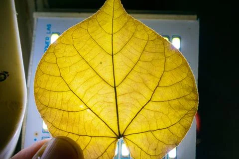 Close up of dry yellow leaf shining in the light Stock Photos
