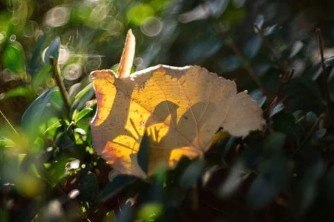 Close-up of a dry yellow leaf with sunlight shining through casting distinc.. Stock Photos