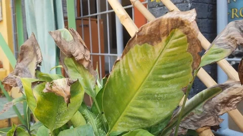 Close-up of Dry Yellowing Damaged Leaves on Potted Plant Stock Footage 346438585