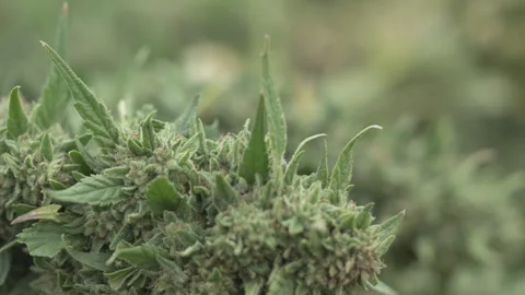 Close-Up of drying Cannabis bud Stock Footage 316175491