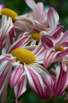 Close-up of drying chrysanthemums Stock Photos