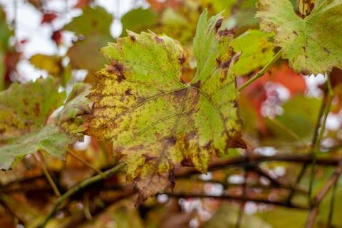 Close up of a drying grape leaf with autumn colors in a vineyard garden Fotos Stock