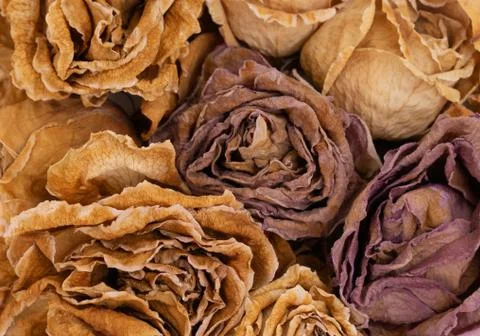 Close up of drying  rose Foto stock