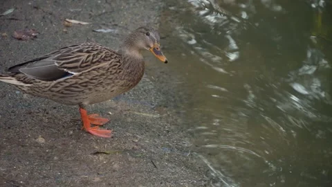 Close up duck in autumn Stock Footage 291638469