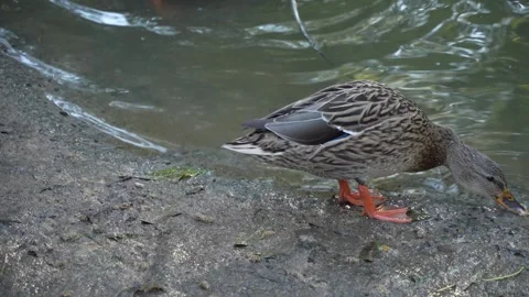 Close up duck in autumn Stock Footage 291638751