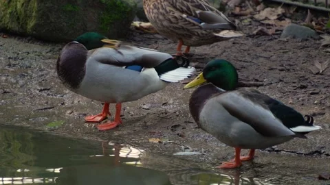 Close up duck in autumn Stock Footage 291639247