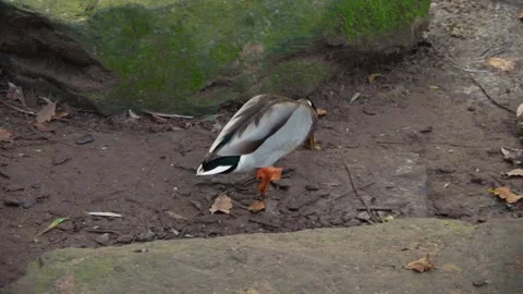 Close up duck in autumn Stock Footage 291641529