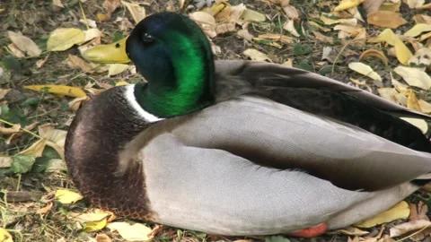A close-up of a duck, Budapest, Hungary Stock Footage 134067389