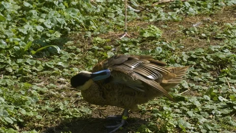 Close up of duck cleaning it self Stock Footage 116625036