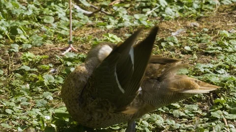 Close up of duck cleaning it self Stock Footage 116625182