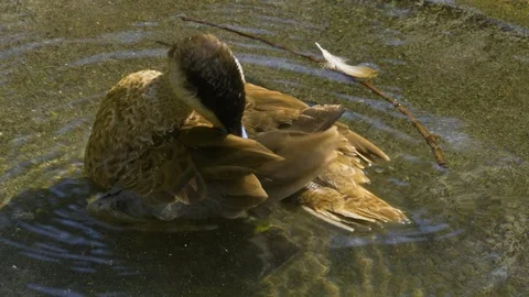 Close up of duck cleaning it self Stock Footage 116625471