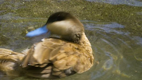 Close up of duck cleaning it self Video stock 116625473