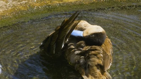 Close up of duck cleaning it self Video stock 116625594