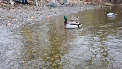 Close up of a duck cleaning its self Stock Footage 143200631