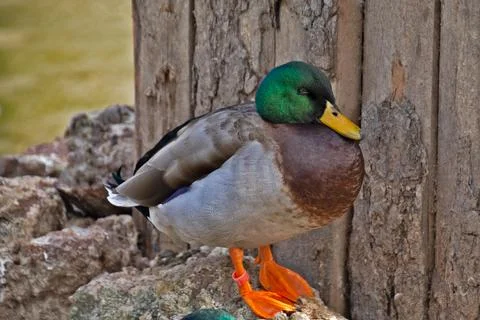 Close-up duck close to a tree at the edge of a pond Stock Photos