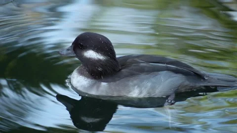 Close up of a duck diving Stock Footage 272734171