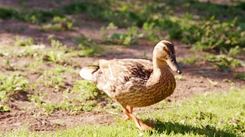 Close Up Of Duck Eating Grass Outdoors Video stock 99753205