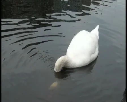 Close-up: Duck feeds on algae pond collects yellow beak Stock Footage