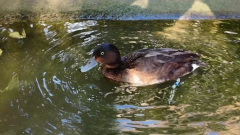 Close up of Duck floating Stock Footage 295348889