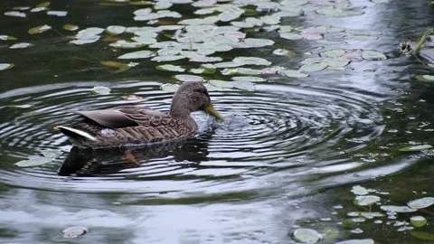 Close-up of a duck floating in a pond and eating Video stock 160813877