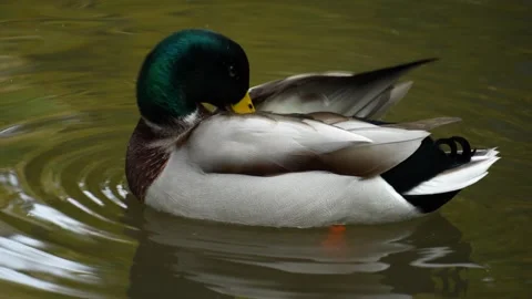Close up of a duck Stock Footage 289472966