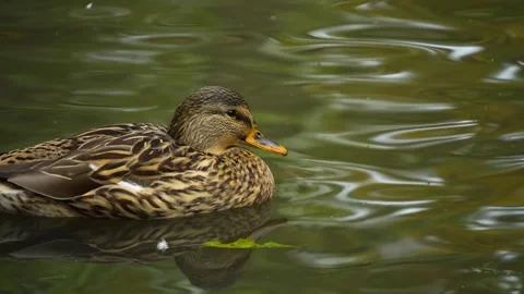 Close up of a duck Stock Footage 289473116