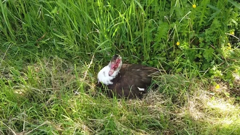 A Close-Up of a Duck Stock Footage 302100262