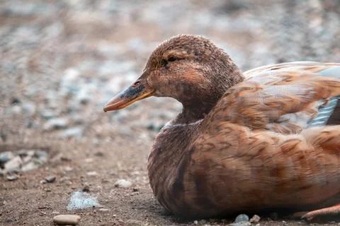 Close-up of a duck on the ground Stock Photos