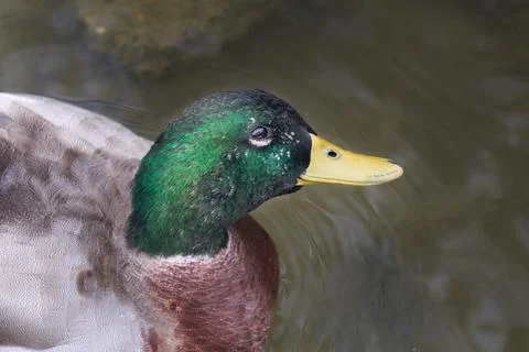 Close up of Duck head Foto stock