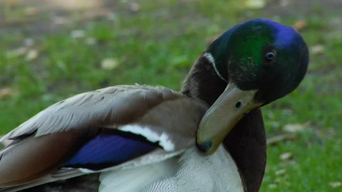 Close Up Of A Duck Nibbling At Its Feathers Stock-Footage 90239503