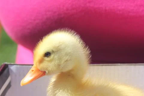 Close-up of duck Stock Photos