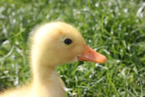 Close-up of duck Stock Photos