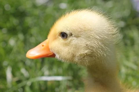 Close-up of duck Stock Photos
