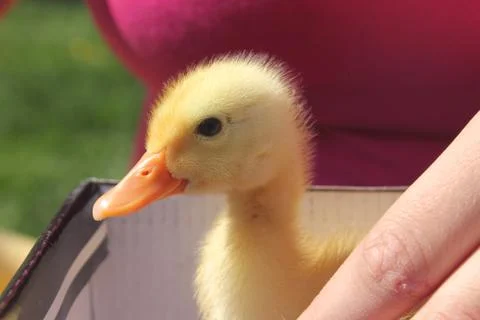 Close-up of duck Stock Photos