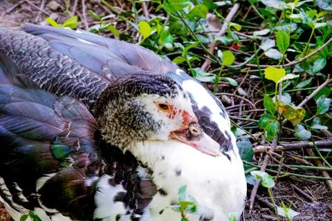 Close up of duck Foto stock