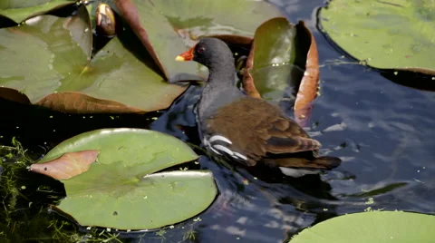 Close Up of Duck in Pond 2 Stock Footage 44100548