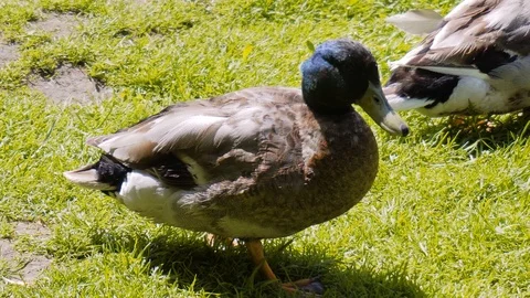 Close-up of a duck on the pond. Duck com... | Stock Video | Pond5