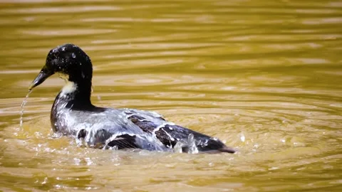 Close up of Duck in a pond Stock Footage 145977390