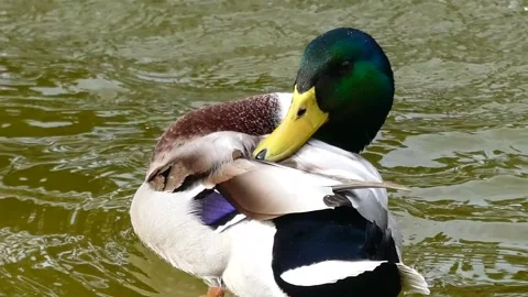 Close-Up of a Duck Preening Its Feathers in a Calm Pond Stock Footage 292643462