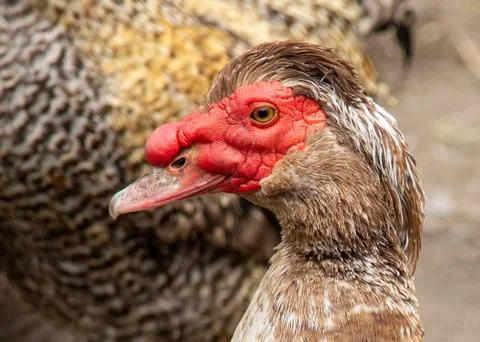 A close up of a duck with a red beak Stock Photos