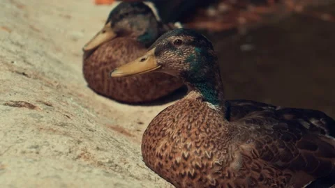 Close Up of a Duck Sitting at the Edge of a Pond Stock Footage 214158145