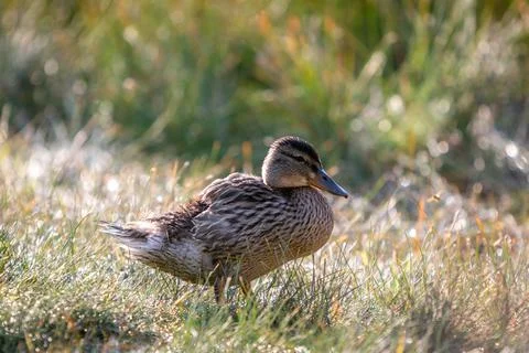 Close Up of Duck Standing in Grass Looking at the Camera Stock-Fotos