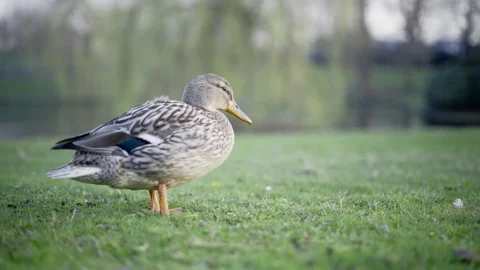 Close-up of a duck standing on grass in a park Video stock 75351872