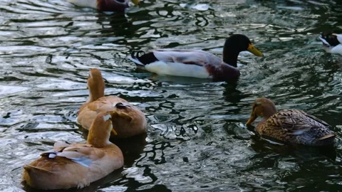 Close up of a duck swimming  Video stock 145468155