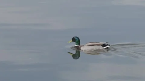 Close up of duck swimming Stock Footage 341342590