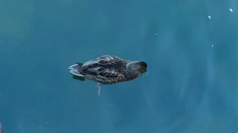 Close-up duck swimming in a pond. Stockbeeldmateriaal 217981318