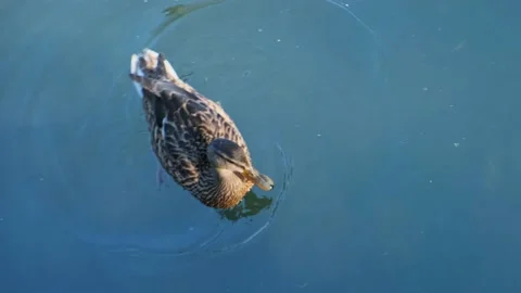 Close-up duck swimming in a pond. Stock Footage 220043889